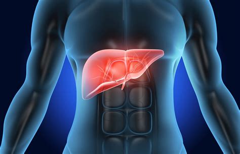 liver hd images|liver picture in human body.